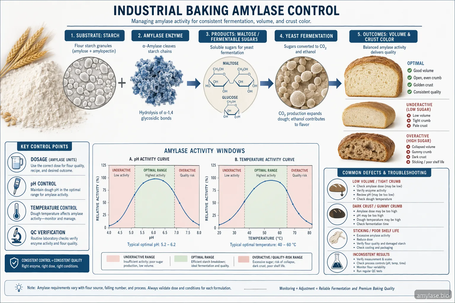 Diagramă despre dozajul amylase enzyme în baking, cu conversia amidonului în maltose în intervale de pH și temperatură