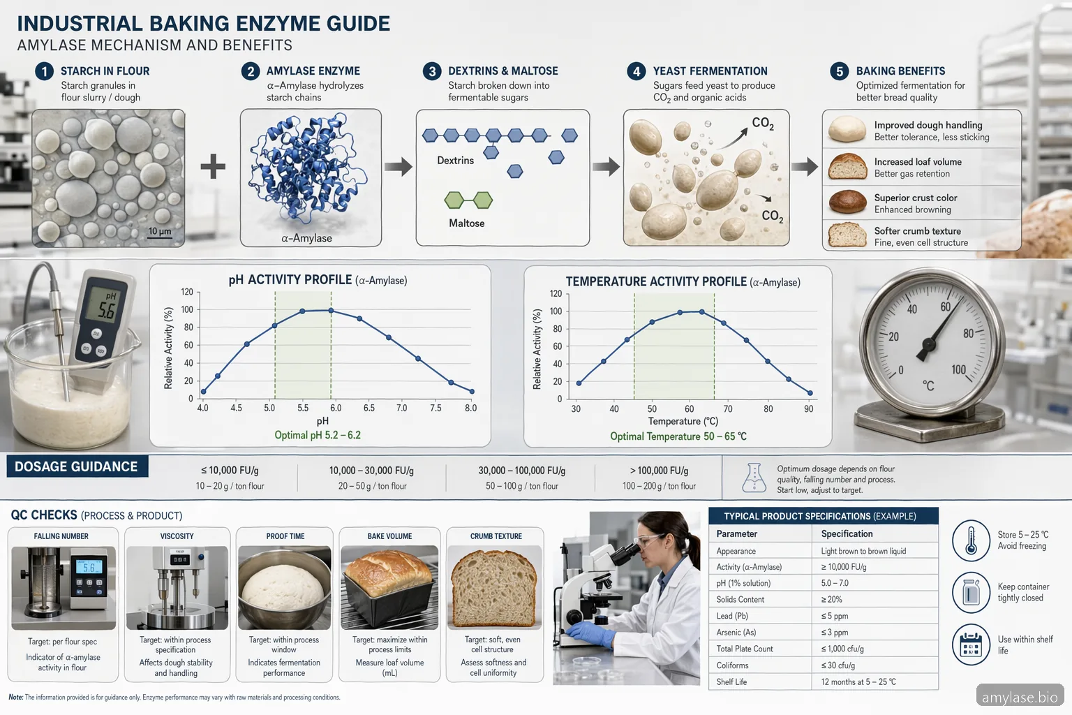 Diagram panduan pemasok amylase enzyme for baking yang menunjukkan konversi pati, jendela pH-suhu, dan cek QC