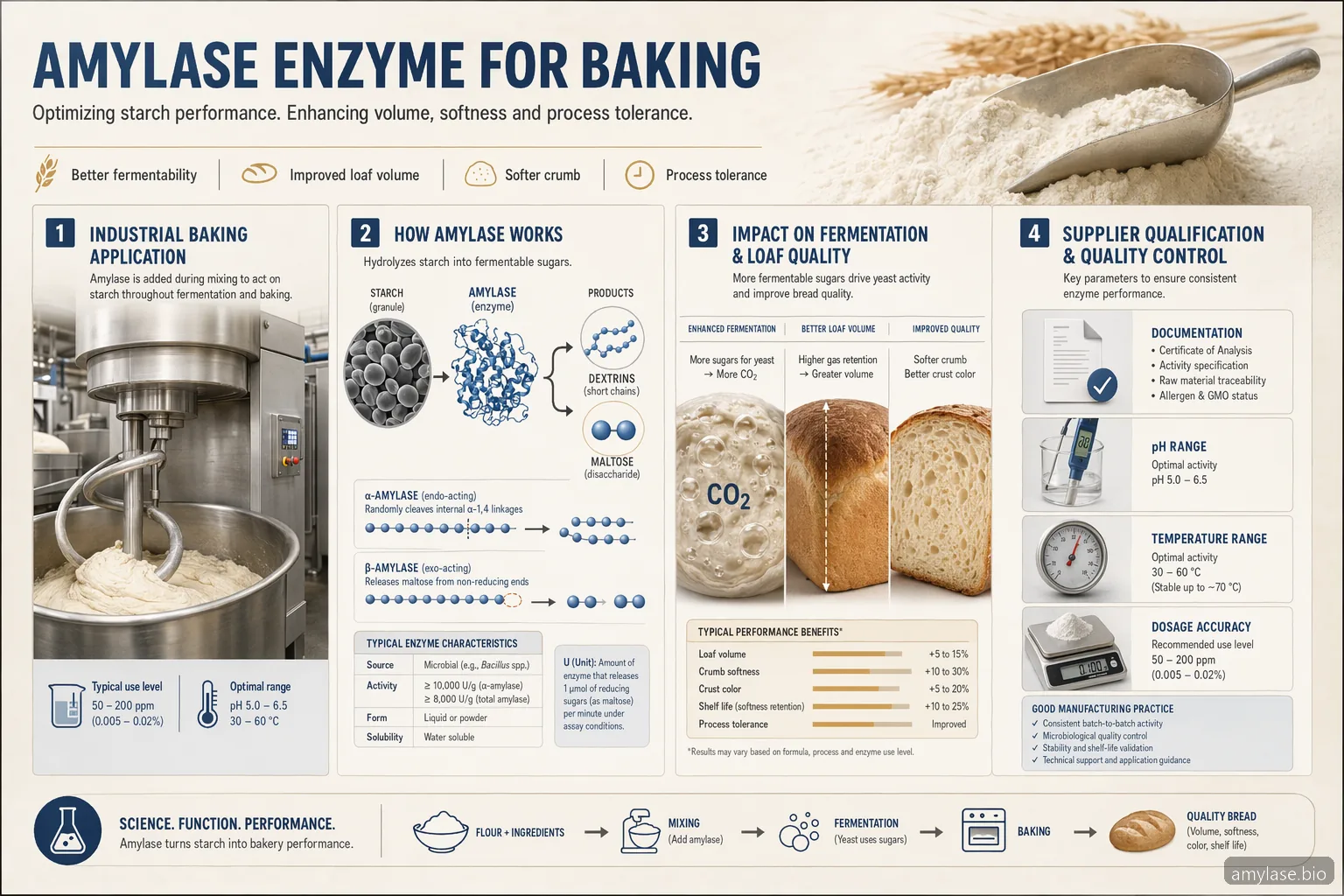 Panduan pemasok amylase enzyme for baking dalam bentuk infografik yang menampilkan penanganan adonan, fermentasi, volume roti, dan QC