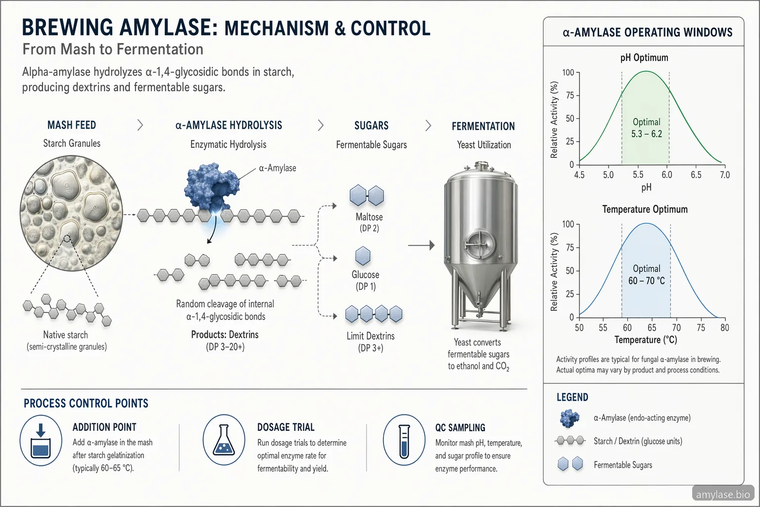 Enzima amilasa para elaboración de cerveza: guía práctica de selección y proceso — process diagram