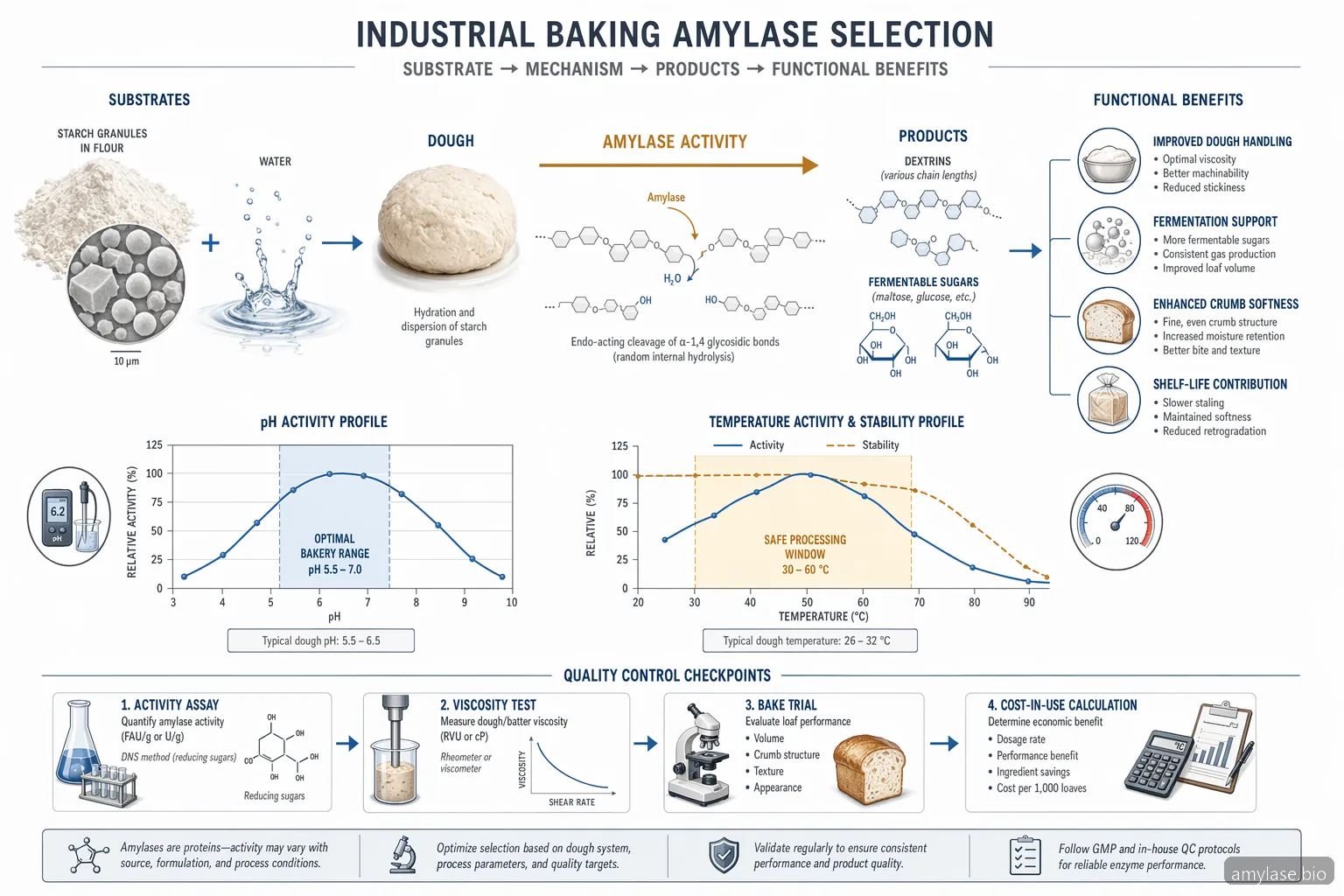 amylase enzyme formula baking mechanism, showing starch conversion, pH and temperature windows, and QC checkpoints