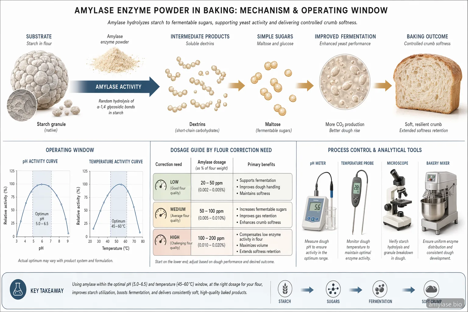 amylase enzyme powder baking process diagram with starch conversion, dosage band, pH curve, and temperature window