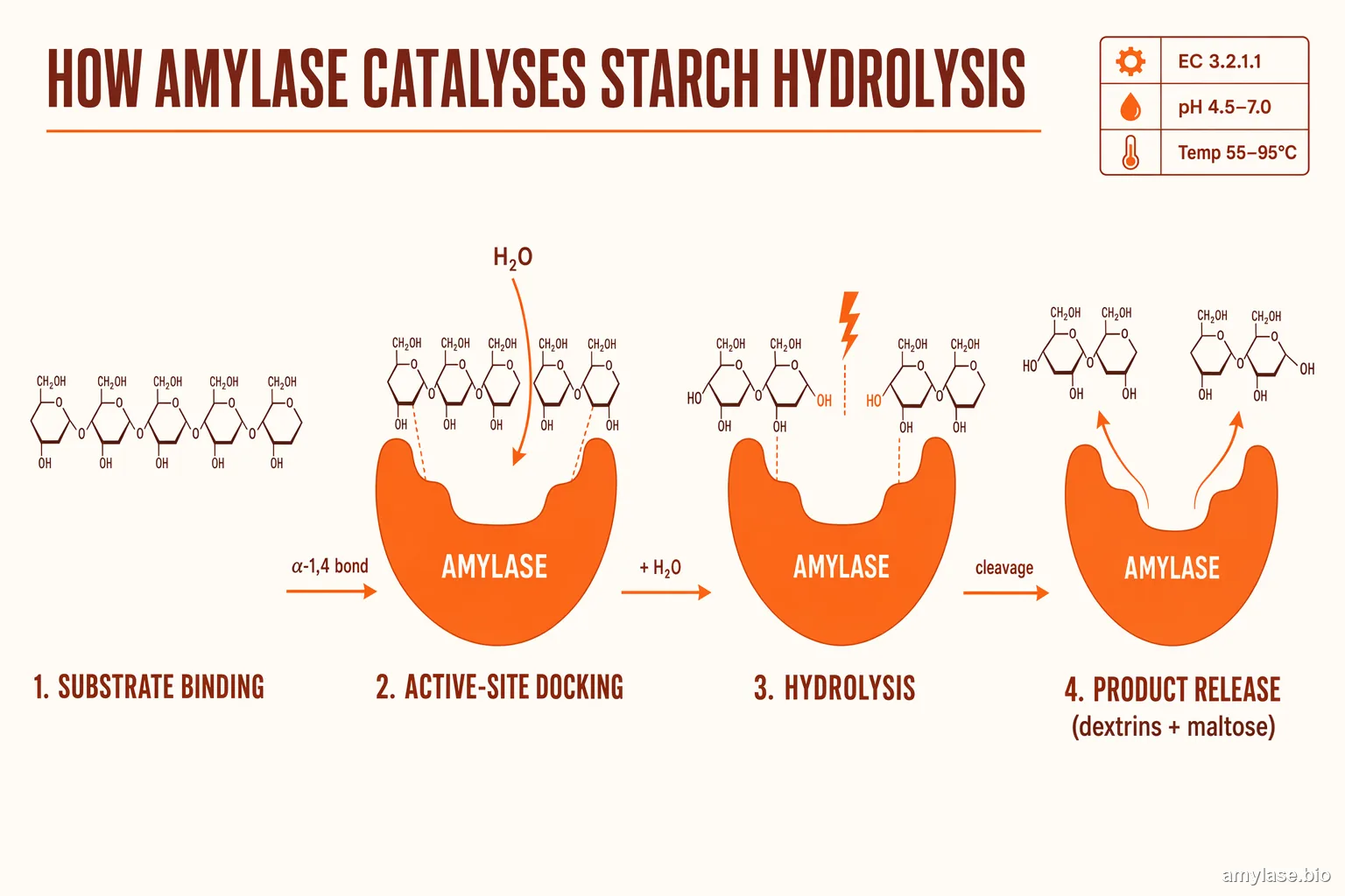 Amylase (General-Purpose) reaction mechanism — sucrose hydrolysis pathway in four steps